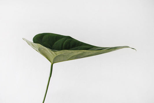How Do I Teach My Kids About Sustainability? - Stonz