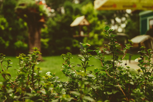 3 Fun Activities for the Backyard - Stonz