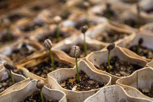 3 Ways to Love Our Earth from Home - Stonz